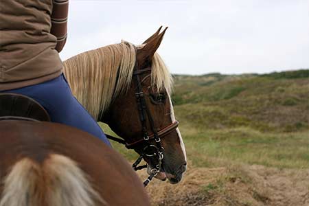 horses-riding